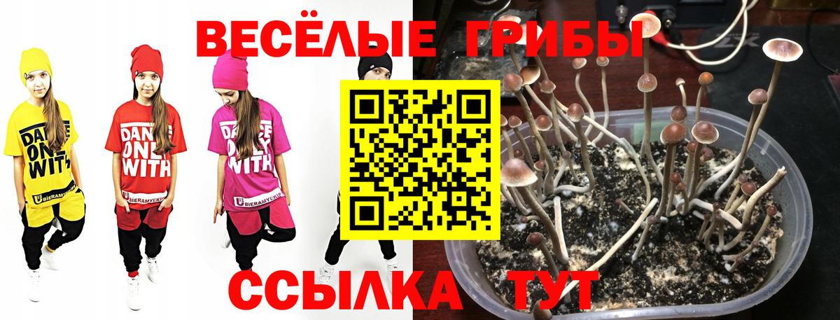 Галлюциногенные грибы Psilocybine cubensis Нижневартовск